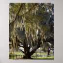 Search for oak tree posters Louisiana
