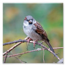 Search for climbing photography Wildlife