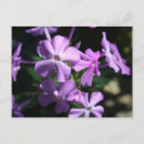 Search for perennials postcards Garden