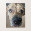 Search for cane corso Puppy