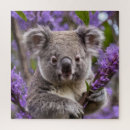 Search for koala puzzles Wildlife