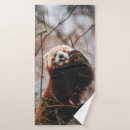Search for koala bear bath towels Cute
