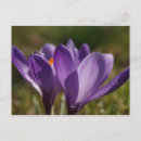 Search for macro flower postcards Purple