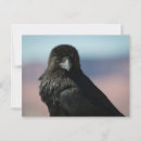 Search for raven postcards Animals