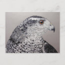 Search for accipiter postcards Bird of prey
