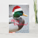 Search for mallard duck christmas cards Waterfowl