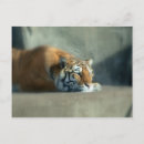 Search for big cat predators postcards Animal