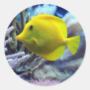 Search for yellow fish stickers Marine