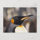 Search for aptenodytes postcards Penguin