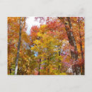 Search for orange tree postcards Fall