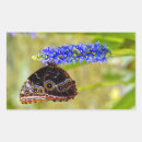 Search for morpho butterfly stickers Insect
