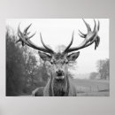 Search for stag posters Animals