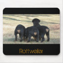 Search for working dog electronics Rottweiler