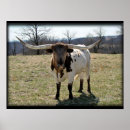 Search for longhorn cattle posters Bull