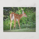 Search for cute fawn postcards Deer