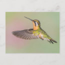 Search for pretty bird postcards Garden