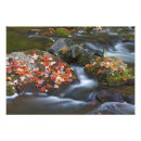 Search for red carpet posters Nature