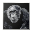 Search for chimpanzees tiles Ape