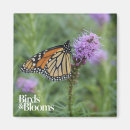 Search for monarch butterfly magnets Butterflies