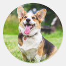 Search for cardigan corgi stickers Animal