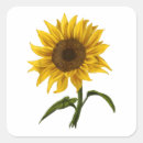 Search for sunshine sunflower stickers Floral