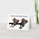 Search for wirehaired cards Dog