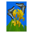 Search for clippers posters Butterflies