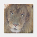 Search for lioness magnets Nature