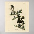 Search for olives posters Illustration
