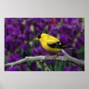 Search for plumage posters Wildlife