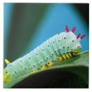 Search for moth tiles Caterpillar