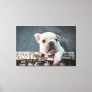 Search for purebred art Animal