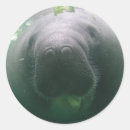 Search for cute manatee stickers Funny