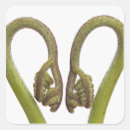 Search for fern stickers Plants