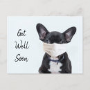 Search for french get well cards Pet
