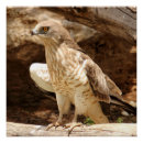 Search for eagle eyes art Animal