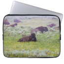 Search for bison cases Wildlife