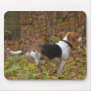 Search for beagles electronics Hunter
