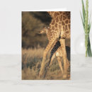 Search for botswana cards Nature