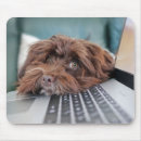 Search for havanese mousepads Pet