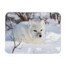 Search for arctic fox cards Canada