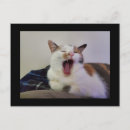 Search for yawn postcards Kitty