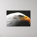 Search for bald eagle canvas prints White