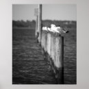 Search for seagull posters Sea bird