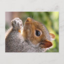 Search for gray squirrel postcards Grey