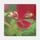 Search for heart shaped magnets Nature