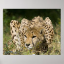 Search for jubatus posters Africa