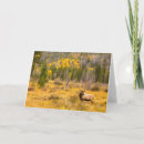 Search for bull elk cards Danita delimont