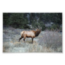 Search for wapiti posters Bull