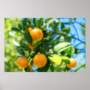 Search for orange tree posters Blossom